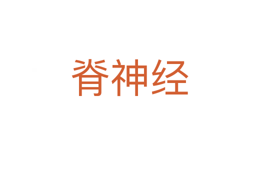 脊神经
