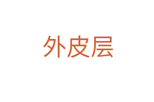 外皮层